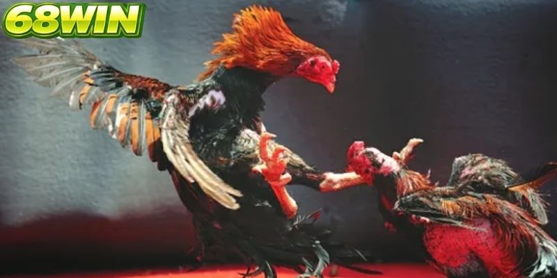 Đá gà 68win diễn ra theo phiên đấu với tốc độ cực kỳ cao